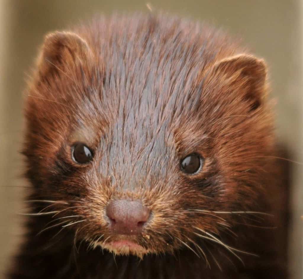 J'ai interrogé M. le ministre de l'agriculture et de l'alimentation sur l'élevage d'animaux élevés et tués exclusivement pour leur fourrure.