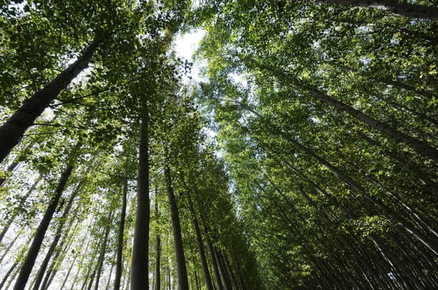 J'ai interrogé M. le ministre de l'agriculture et de l'alimentation sur la possibilité pour la Banque des territoires d'octroyer des prêts aux personnes publiques en vue de dynamiser la filière du bois en France.