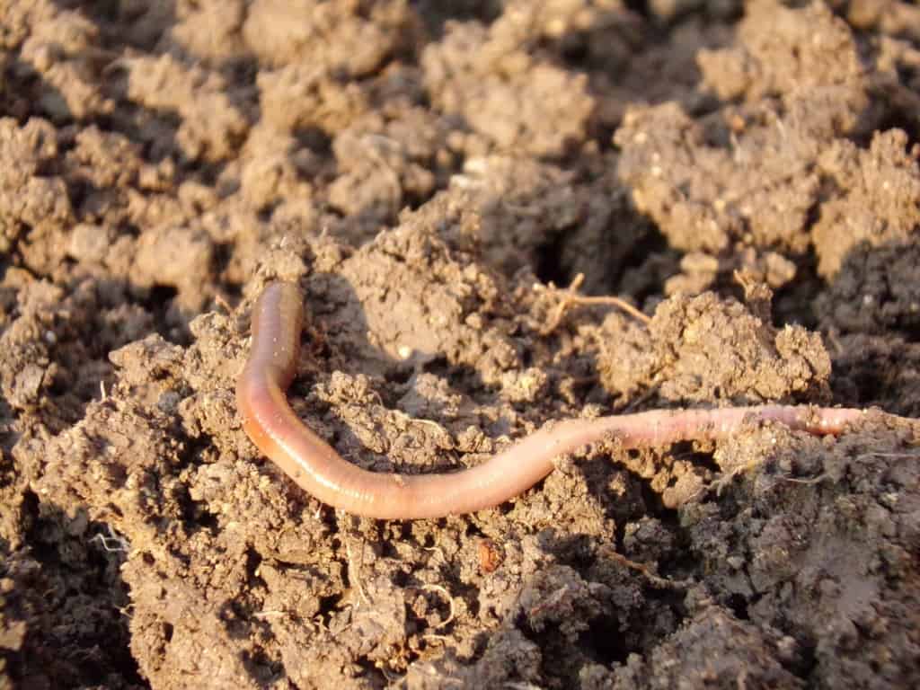 J'ai attiré l'attention de M. le ministre de l'agriculture et de l'alimentation sur la question de la préservation des communautés de vers de terre dans les sols agricoles.
